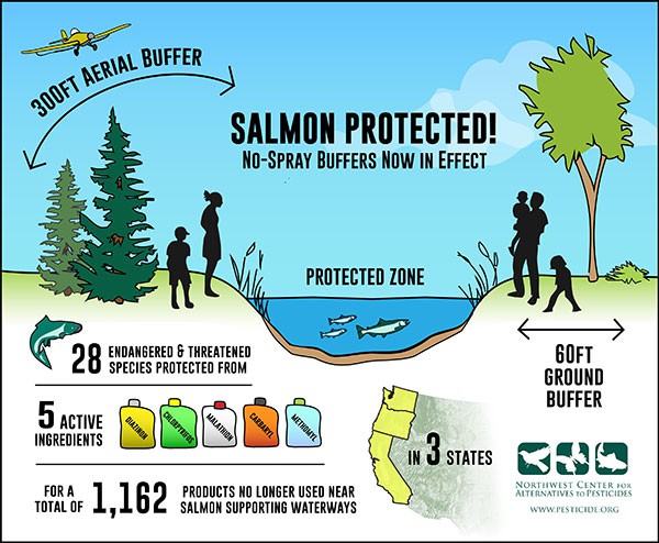 NCAP says 300 foot buffers for helicopter herbicides protects salmon (and people)